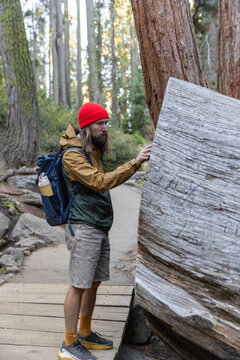 Man Looking  growth Ring of Sequoia Tree Forest 