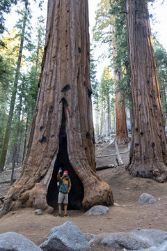 Man taking  selfie picture camera  Sequoia Tree Forest 