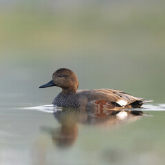 Gadwall Duck