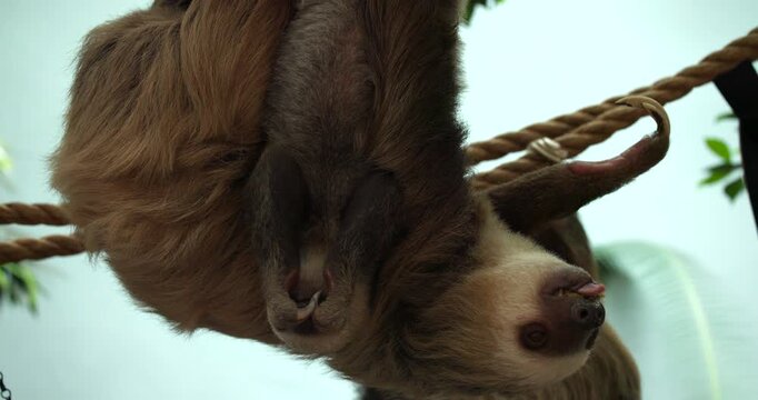 Cute Baby Hoffmanns Two Toed Sloth Being Fed Food