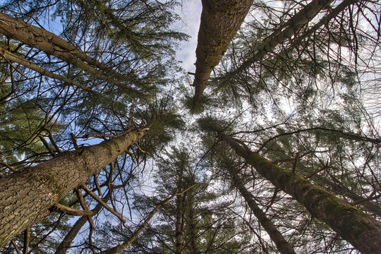View of tall pine trees looking up from below on a winter day at Wildcat Mountain State Park near Ontario, Wisconsin.