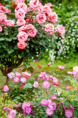 Obraz premium Beautiful Pink Roses Blooming in Garden