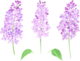 Obraz premium 水彩で描いたライラックのベクターイラストセット