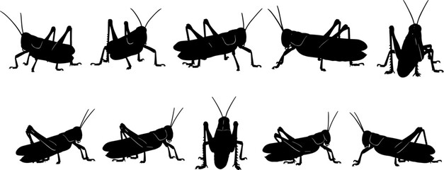Grasshopper silhouettes collection, black vector illustration set showing insect side and top views, biology, wildlife, pest control, nature design © Goutom