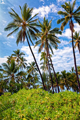 Fototapeta premium Palms to Sky