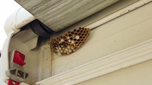 Busy paper wasp building a honeycomb nest filled with larvae on the awning of a recreational vehicle, meticulously working on the hexagonal cells of its new colony home during springtime