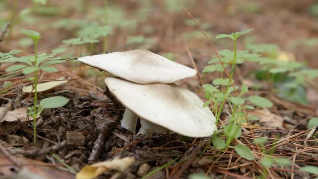 Leucoagaricus Leucothites, White Dapperling Or Smooth Parasol Mushrooms. Close-up Shot