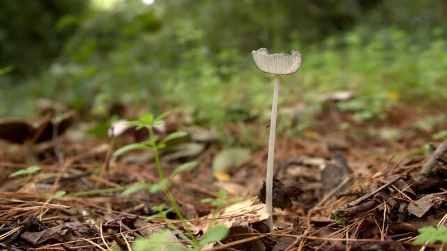 Delicate Hare's Foot Inkcap Mushroom (Coprinopsis lagopus). Close-up Shot