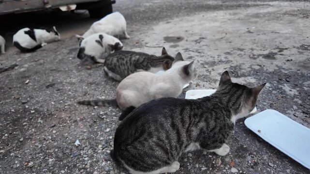 Mixed coat patterns including tabby and white cats community feeding in a city environment. Family oncludes Mother and kittens