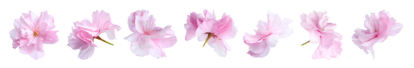 Spring blossom. Sakura flowers with pink petals isolated on white, set