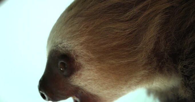 Closeup Hoffmanns two toed sloth Eating