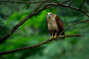 juvenile brahminy kite (Haliastur indus) perching on a tree branch, with green foliage bokeh background