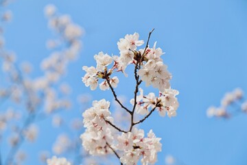 Obraz premium 벚꽃시작