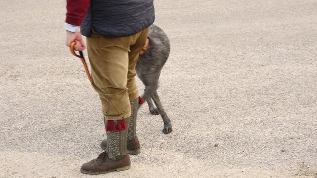 Medium shot of a German Wirehaired Pointer with a red leash and its owner. The hunter is wearing traditional wool socks and corduroy trousers.