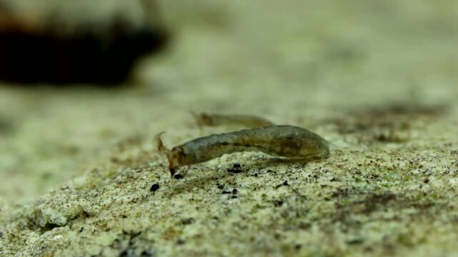 Black fly larva (Simuliidae) underwater, attached to a rock in a trout stream, filter feeding using modified labral fans, real time macro close-up.