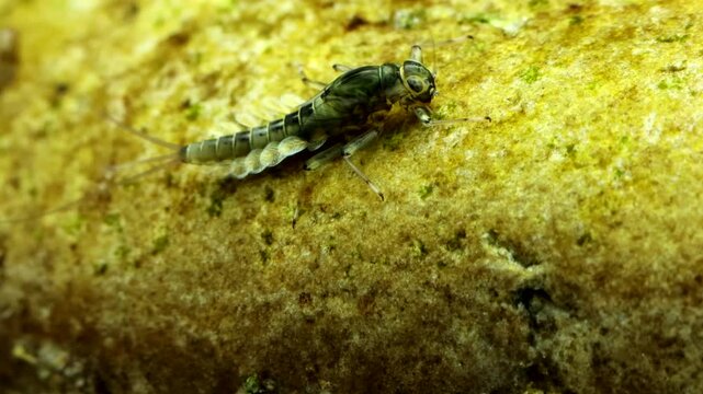 Mayfly nymph (Baetis sp.) underwater, clinging to a rock in fast water, feeding on algae and periphyton, extreme macro close-up.