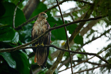 juvenile brahminy kite (Haliastur indus) perching on a tree branch, drying up its wet body, with green foliage bokeh background