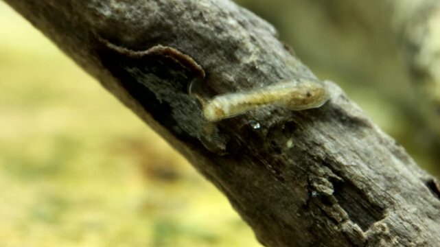 Black fly larva (Simuliidae) underwater, attached to a stick in a trout stream, filter feeding using modified labral fans, real time macro close-up