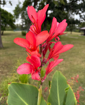 Red canna lily