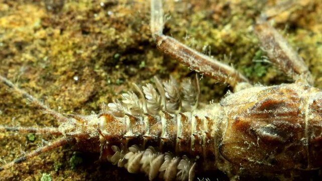 Green Drake mayfly nymph (Drunella grandis) underwater, clinging to a rock in a trout stream, showing gill movement while breathing, extreme macro close-up.