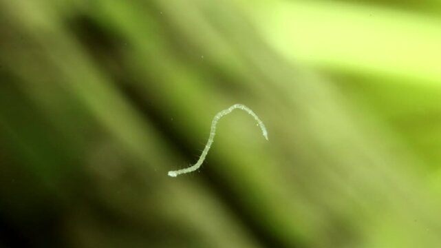 A tiny aquatic worm (Naididae) underwater, wiggling and exploring its surroundings, macro close-up.