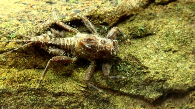 Green Drake mayfly nymph (Drunella grandis) underwater, sitting on a rock in a trout stream, showing gill movement before crawling away, extreme macro close-up.