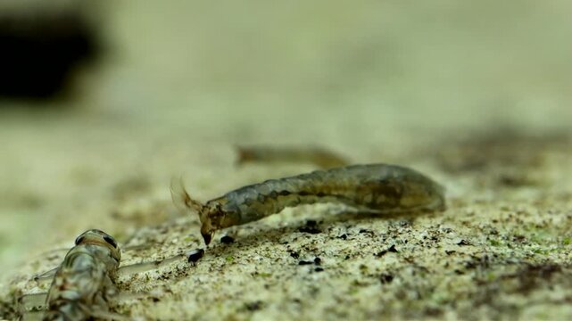 Black fly larva (Simuliidae) underwater, attached to a rock in a trout stream, filter feeding using modified labral fans, slow motion macro close-up.
