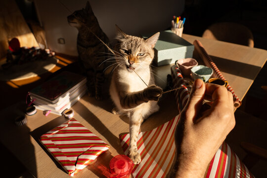Cat playing with string