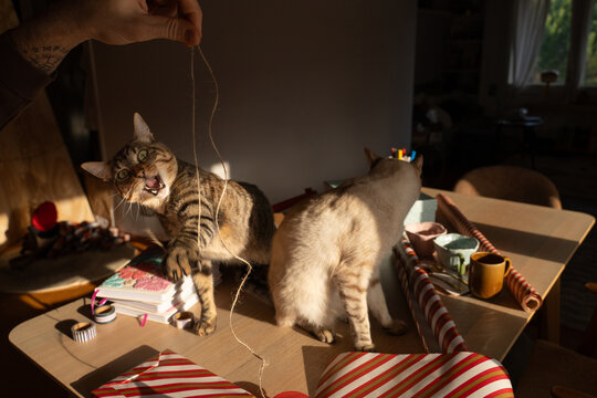 Cats playing with string