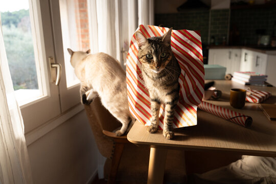 Cat inside wrapping paper