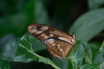 Obraz premium Dryas iulia, the Julia Butterfly.