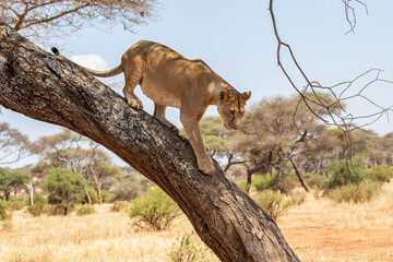 African Lioness climbing down from tree © Ken Griffiths