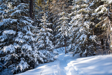 Winter day in the woods