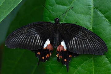 Papilio memnon, the Great Mormon Butterfly.