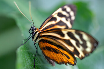 Tithorea harmonia, the Harmonia Tiger-Wing Butterfly or Harmonia Tiger.