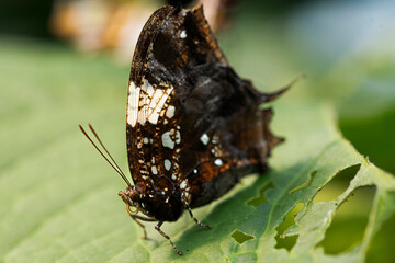 Hypna clytemnestra, the Jazzy Leafwing Butterfly