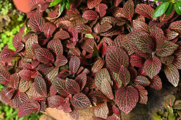 Obraz premium Small fittonia albivenis plant with vibrant red vein on dark green leaf. Mosaic nerve plant in pot for home decor.