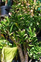 Obraz premium Unique crassula ovata hobbit succulent with green tubular leaf and red tip. Exotic jade plant or money tree in pot close up. Vibrant nature background.