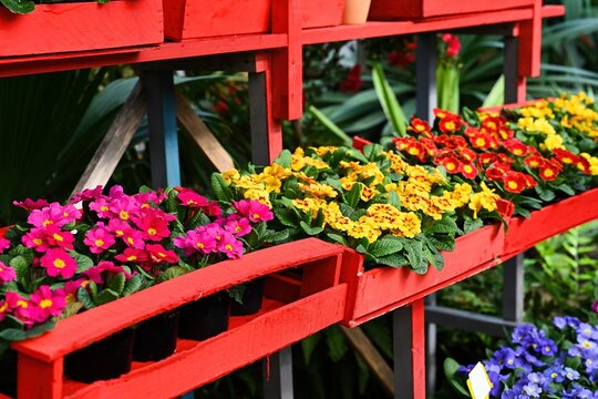 Colorful primrose flowers bloom in red wooden crates at a plant shop. Vibrant spring primula polyanthus plants in pots on display in a nursery.