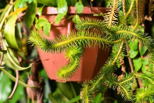 Rare huperzia squarrosa plant with green needle leaf in pot. Exotic epiphytic tassel fern also known as lycopodium squarrosum close up. Vibrant tropical foliage.