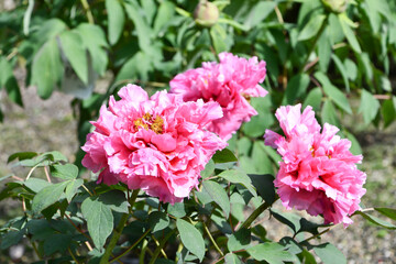 ボタン「玉楼春」　Peony 'Gyokuroshun'