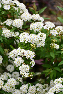絵画 Reeves spirea Reeves Spirea