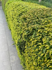 A hedge on a path