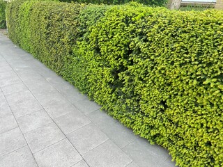 A hedge on a path