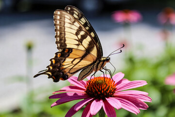 Obraz premium Eastern tiger swallowtail butterfly on pink echinacea flower in garden