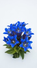 Cluster of vibrant blue blossoms stands upright emerging from a field of white snow