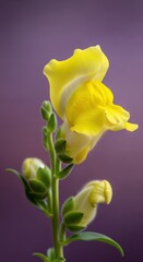 Bright yellow bloom emerges from a tall green stalk against a soft purple background
