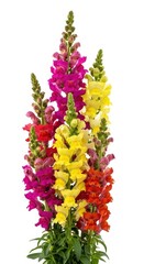 Multiple stalks of vibrant, multicolored garden flowers stand tall against a plain white background.