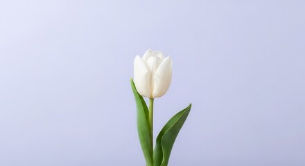 Obraz premium Single white blooming tulip flower stands upright against a pale background.