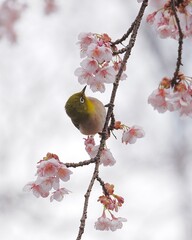 美しい寒桜と可愛いメジロ